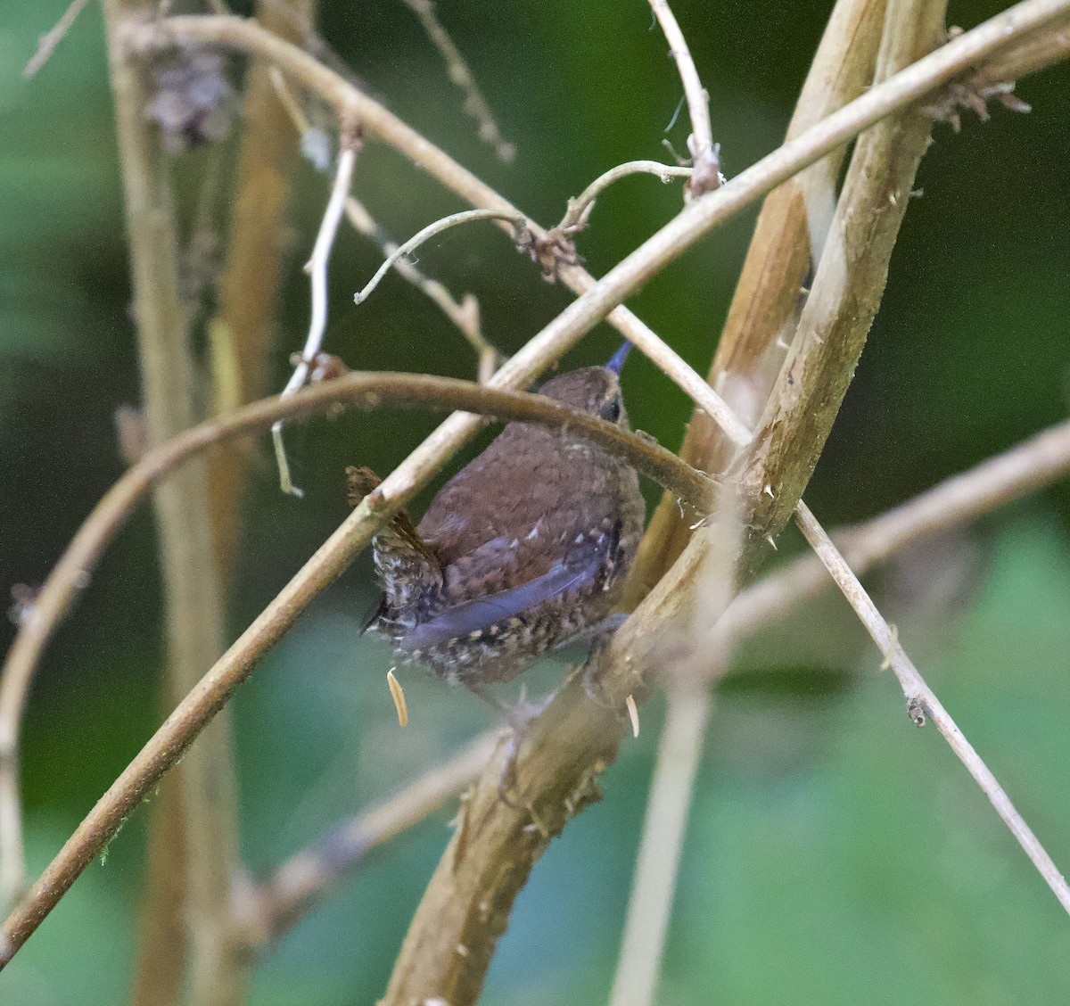 Pacific Wren - ML607541401