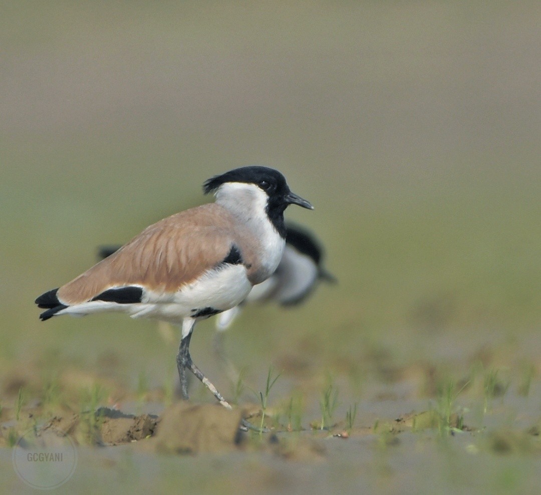 River Lapwing - ML607542191