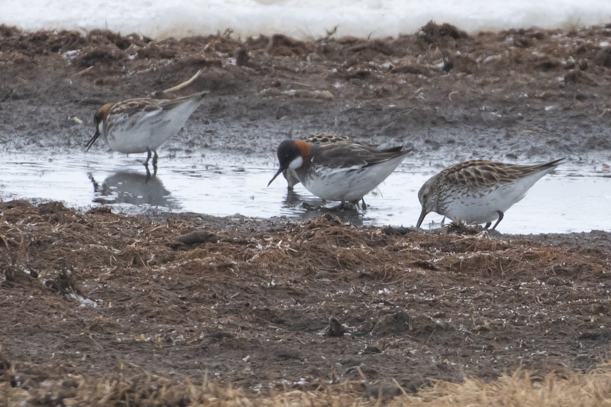 Phalarope à bec étroit - ML607542461