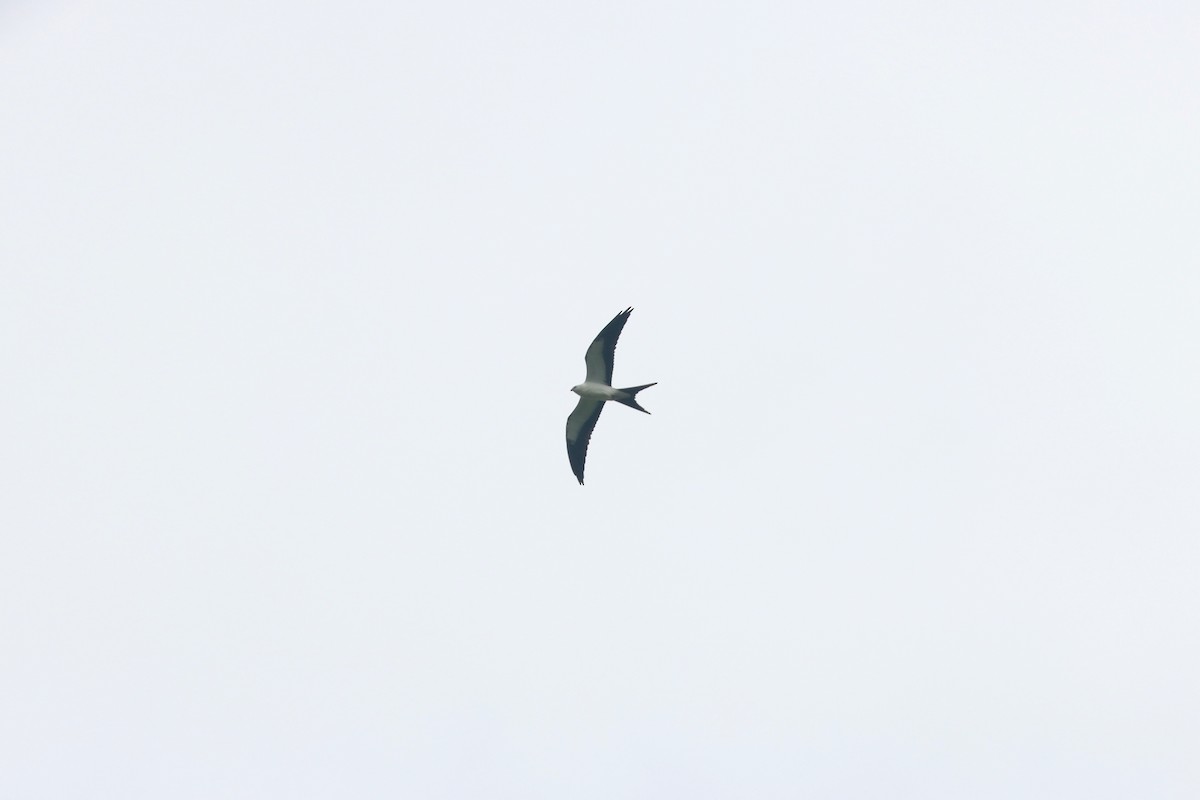 Swallow-tailed Kite - Patrick Belardo