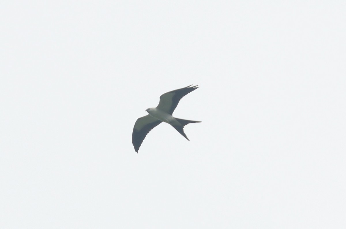 Swallow-tailed Kite - Patrick Belardo