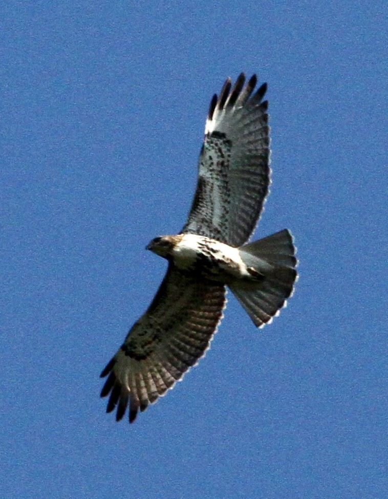 Red-tailed Hawk - ML607543931