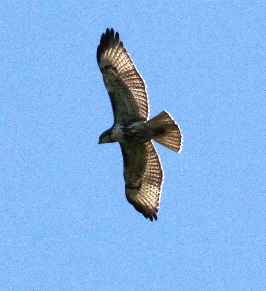 Red-tailed Hawk - ML607543941