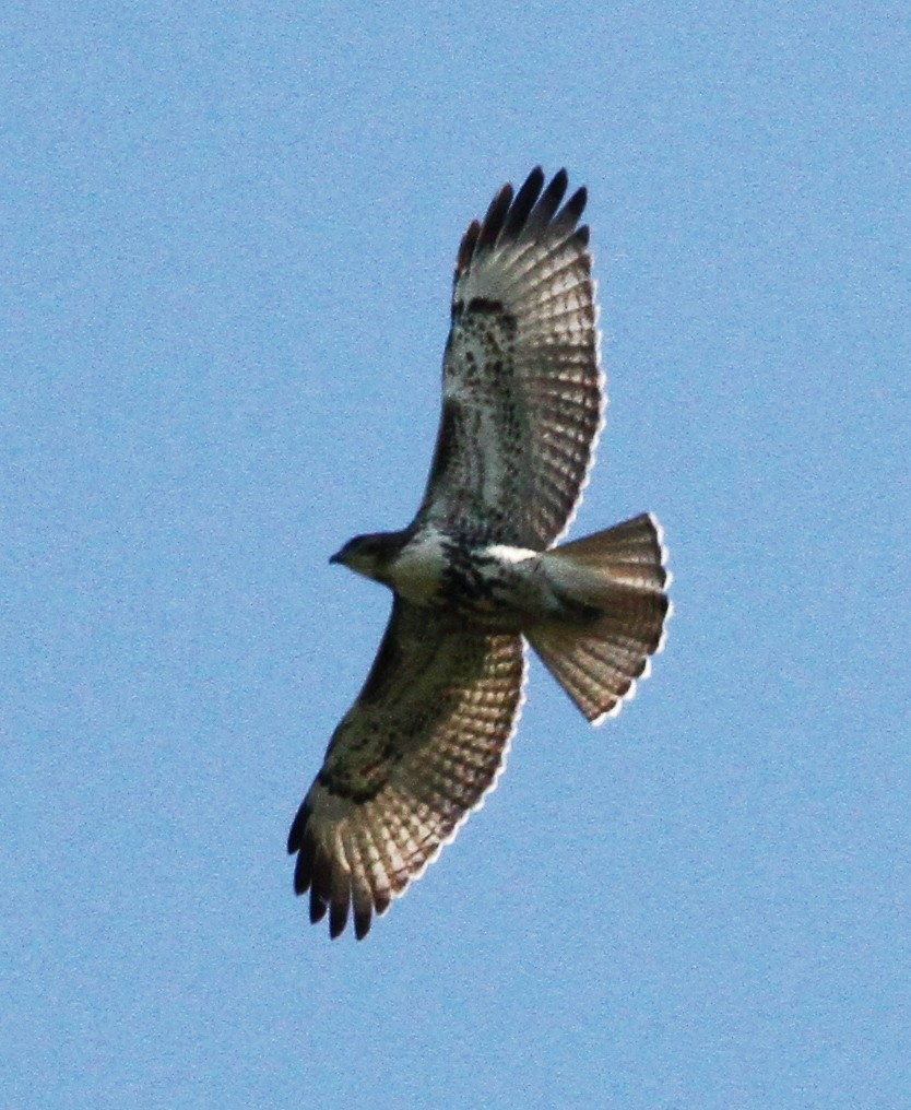 Red-tailed Hawk - ML607543951