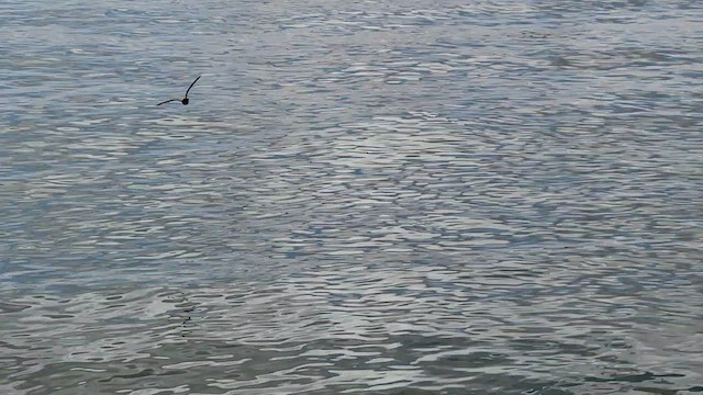 Wedge-rumped Storm-Petrel - ML607544491