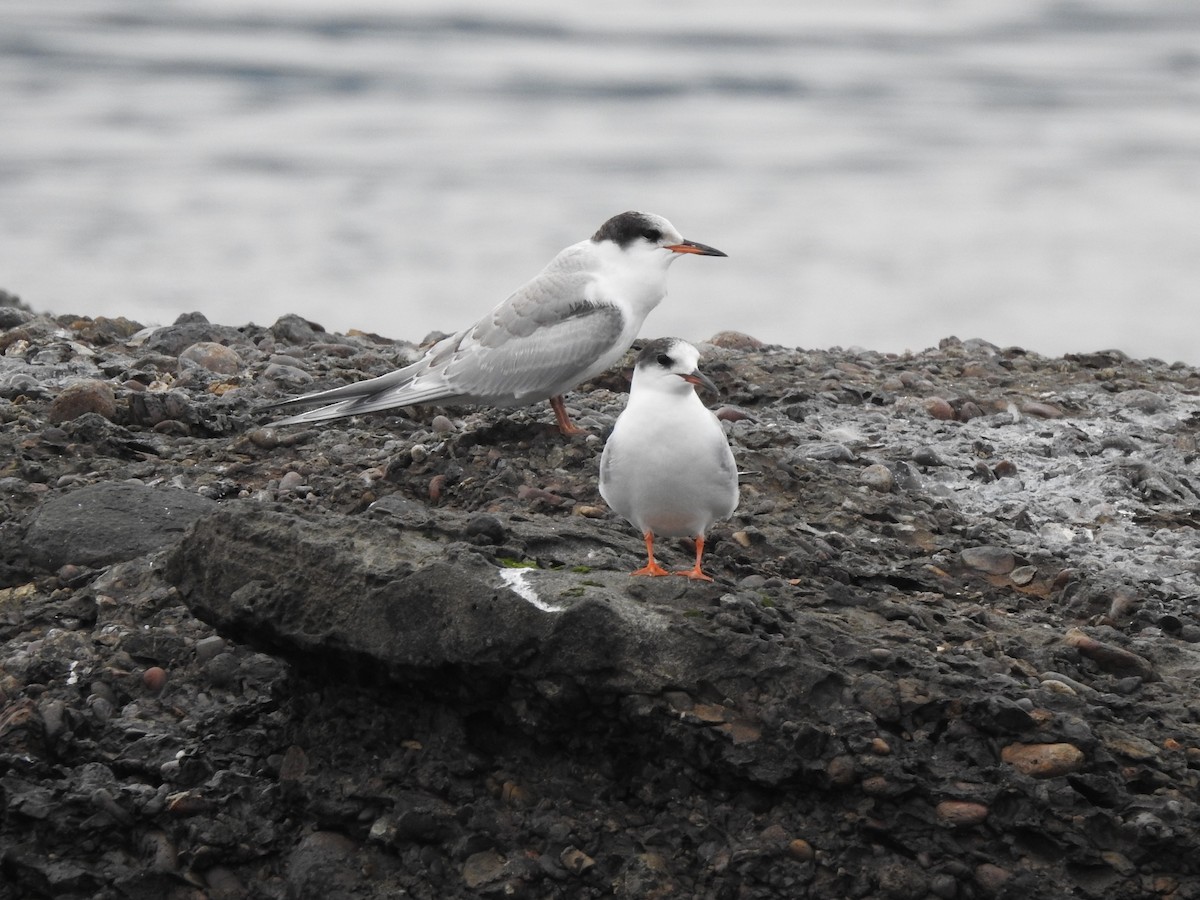 Common Tern - Cathy Carlson