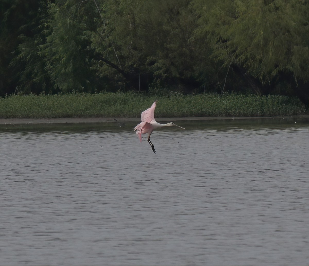 Roseate Spoonbill - ML607546101