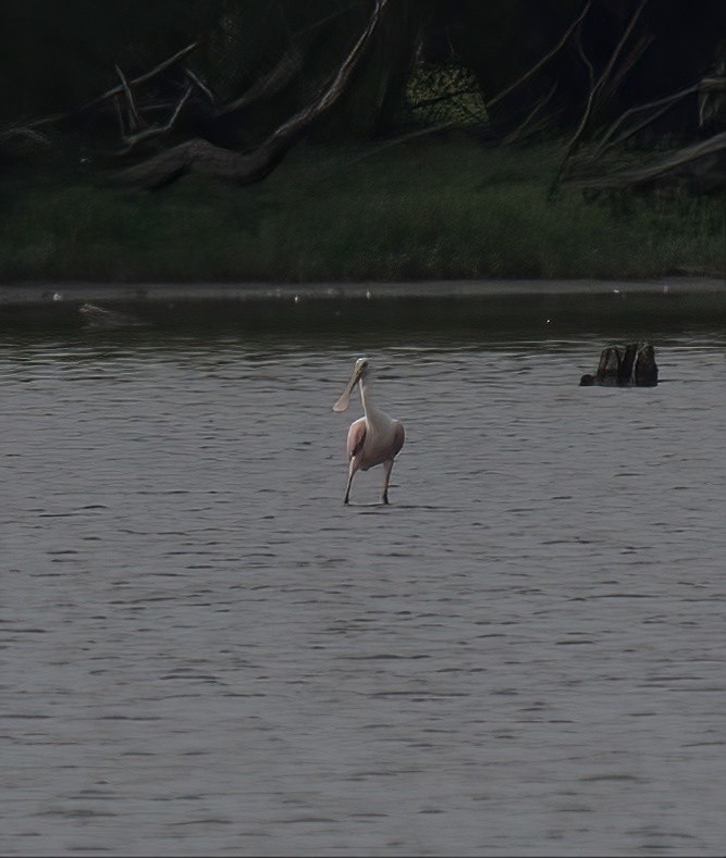 Roseate Spoonbill - ML607546311