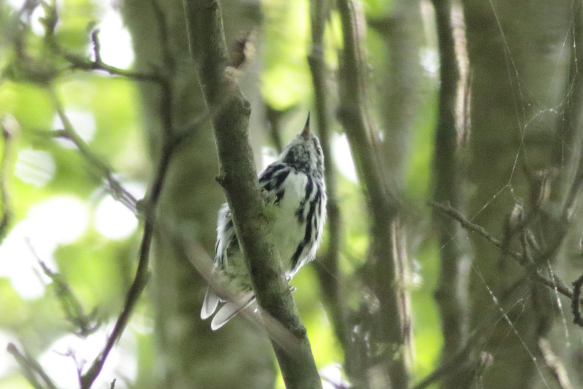 Black-and-white Warbler - Jacob Wessels