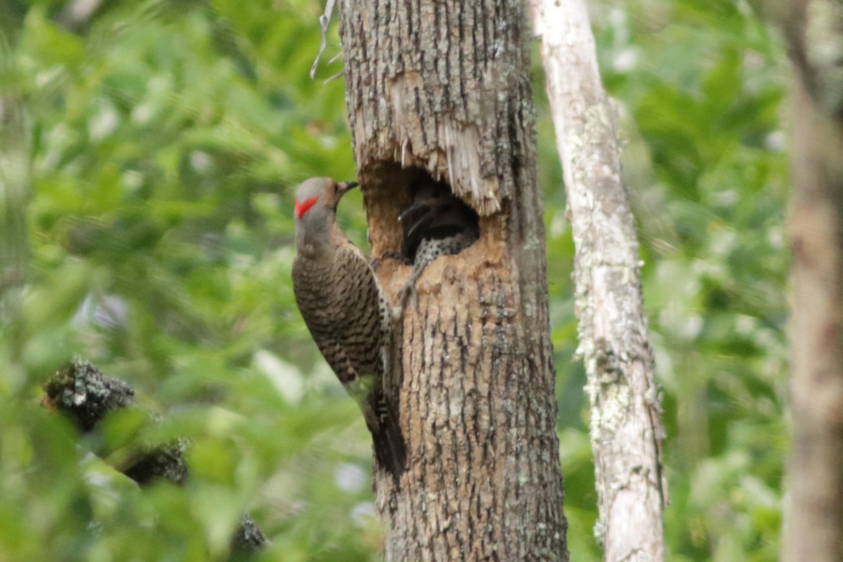 Northern Flicker - ML607546451