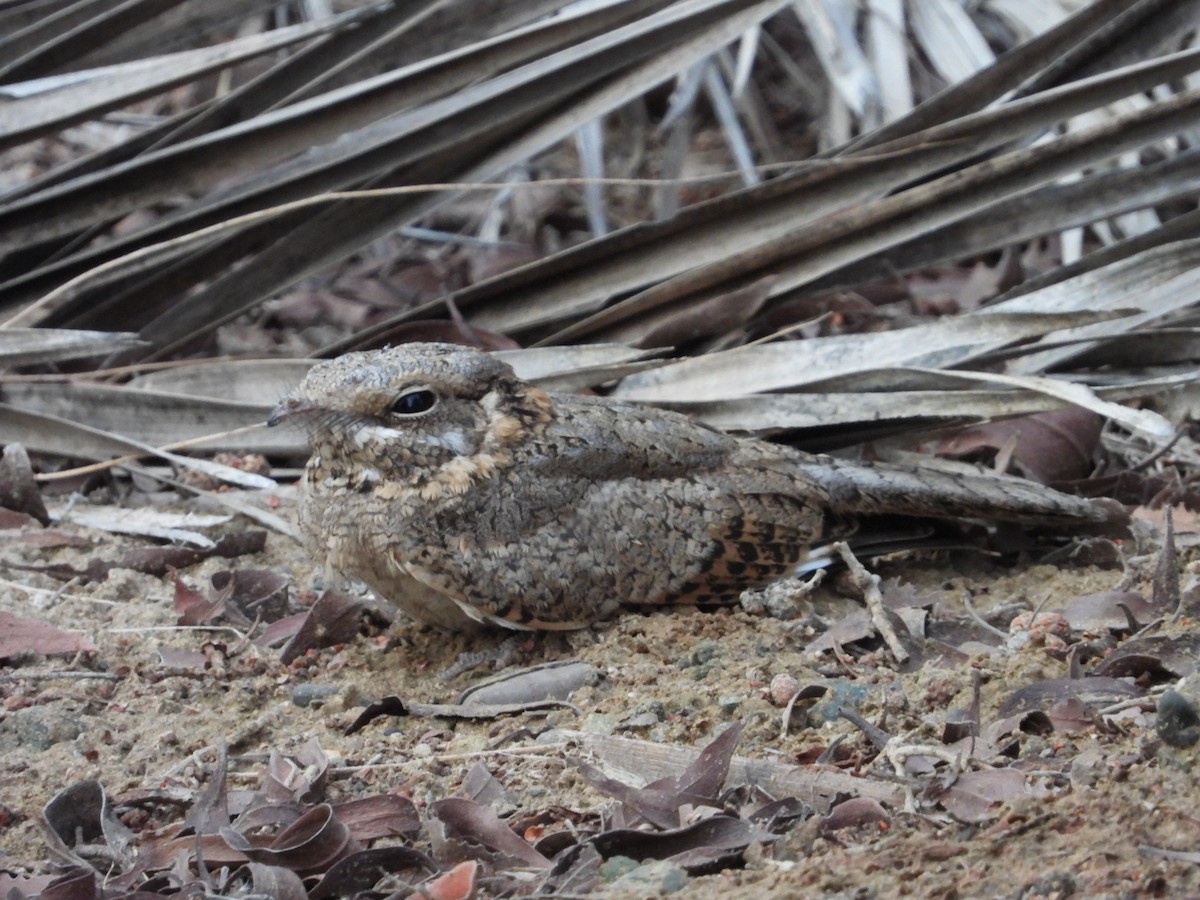 Nubian Nightjar - ML607547511