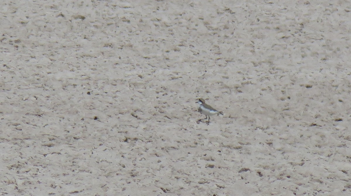 Puna Plover - ML607547941