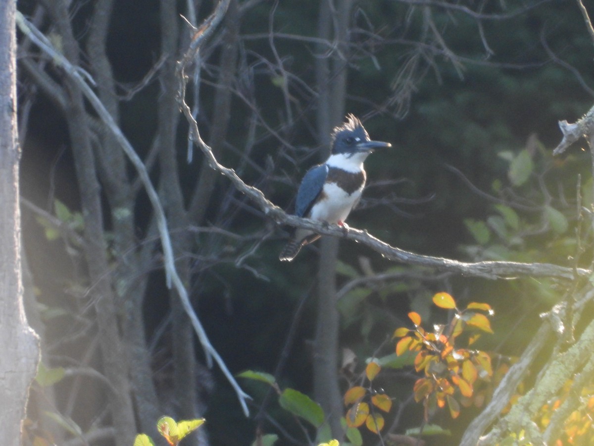 Belted Kingfisher - ML607547951
