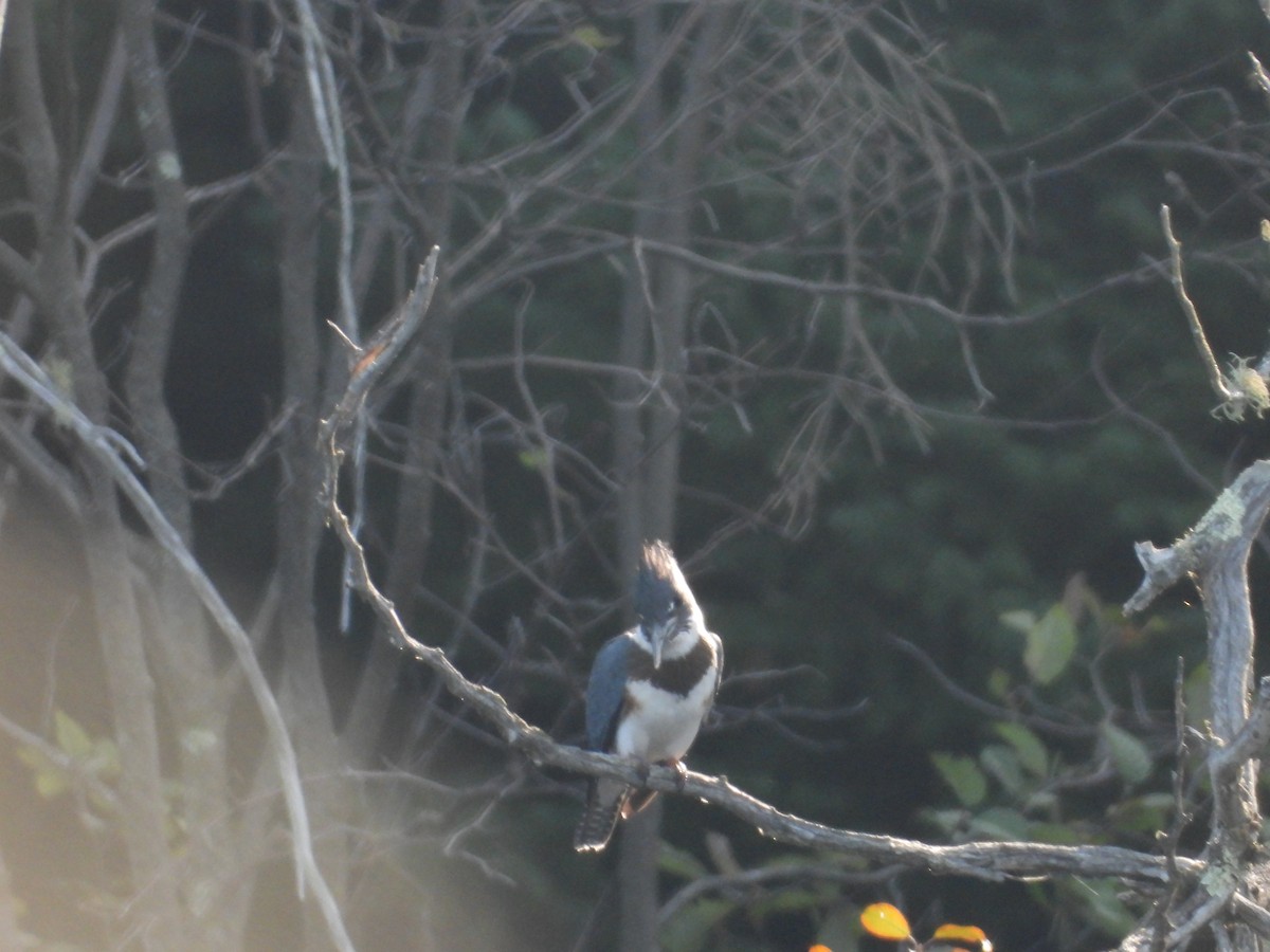 Belted Kingfisher - ML607547961