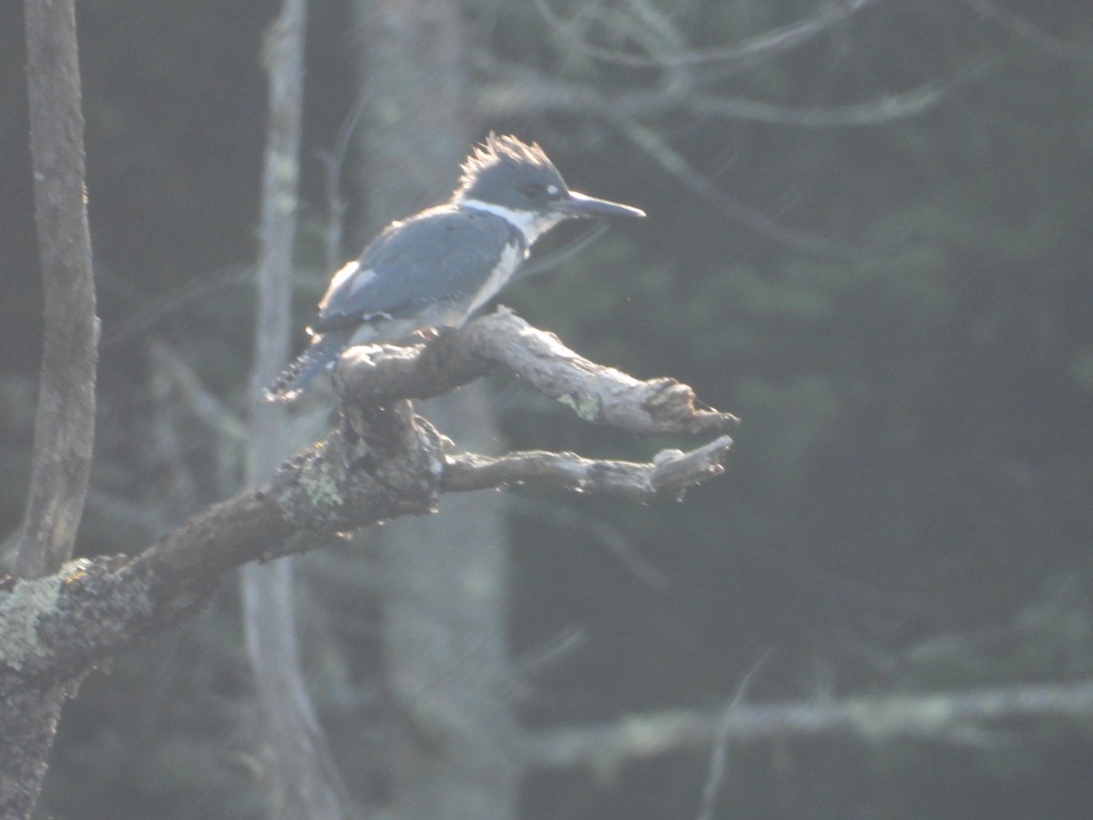 Belted Kingfisher - ML607547971