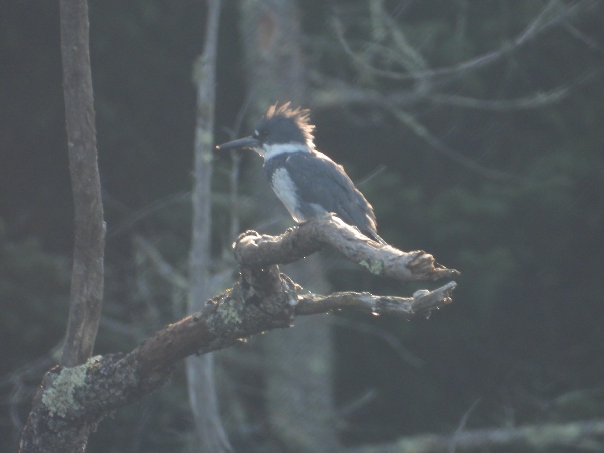 Belted Kingfisher - ML607547981