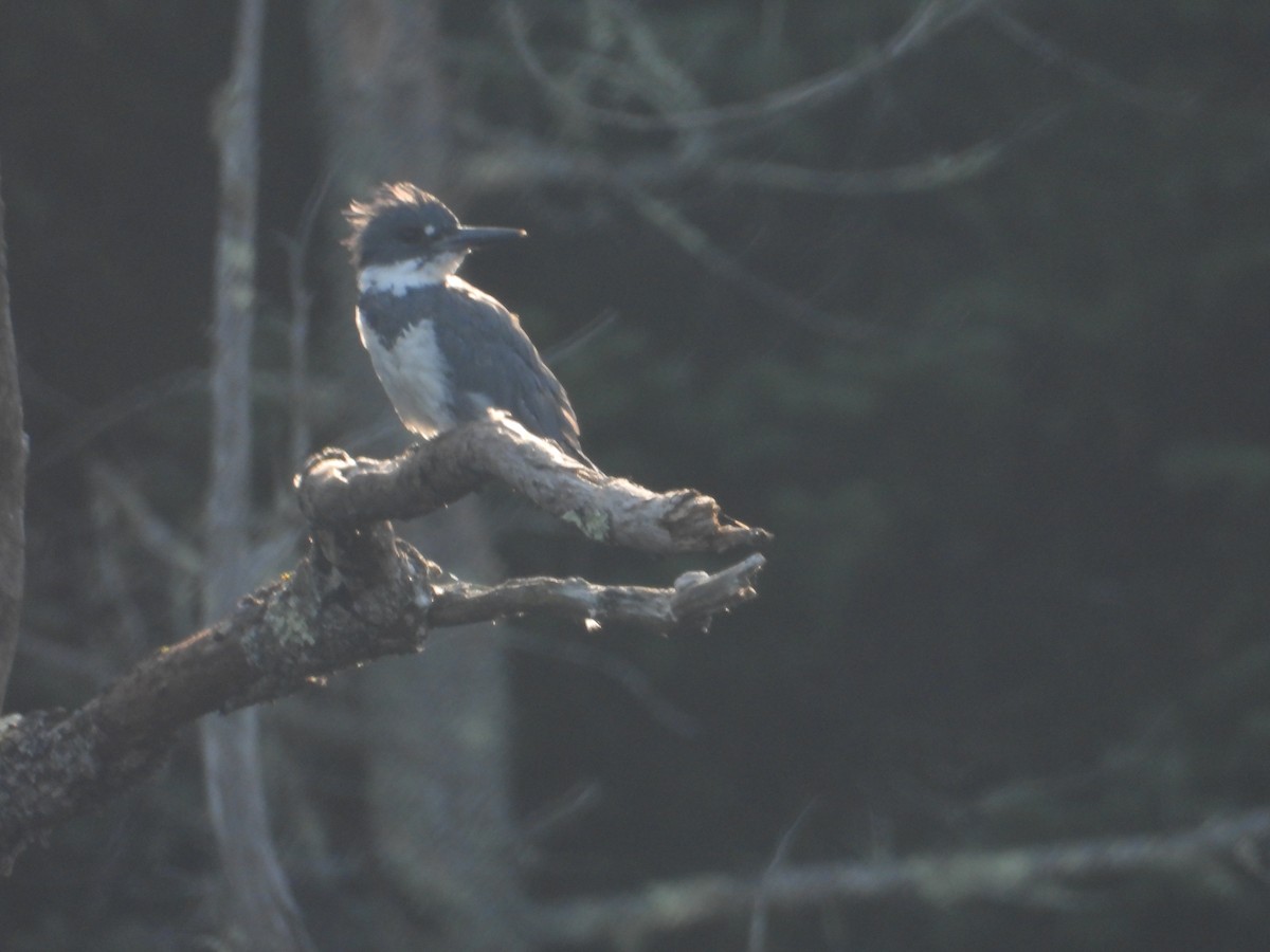 Belted Kingfisher - ML607547991