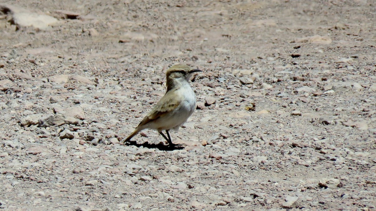 コウゲンジカマドドリ - ML607548151