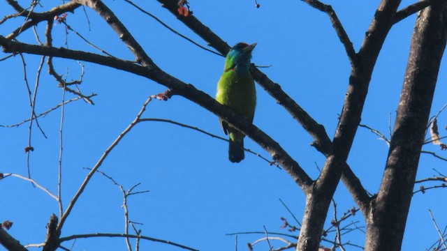 Blue-throated Barbet - ML607548221