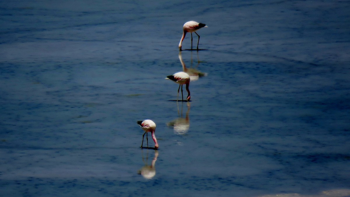 Andean Flamingo - ML607549131