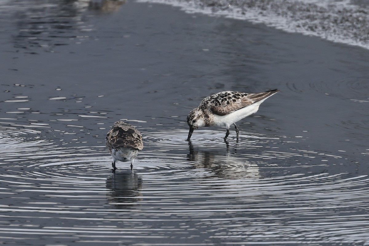 Sanderling - ML607549231