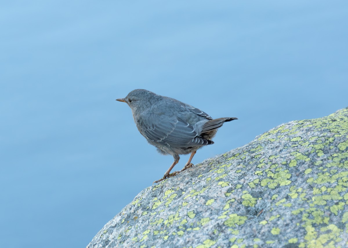 American Dipper - ML607549241