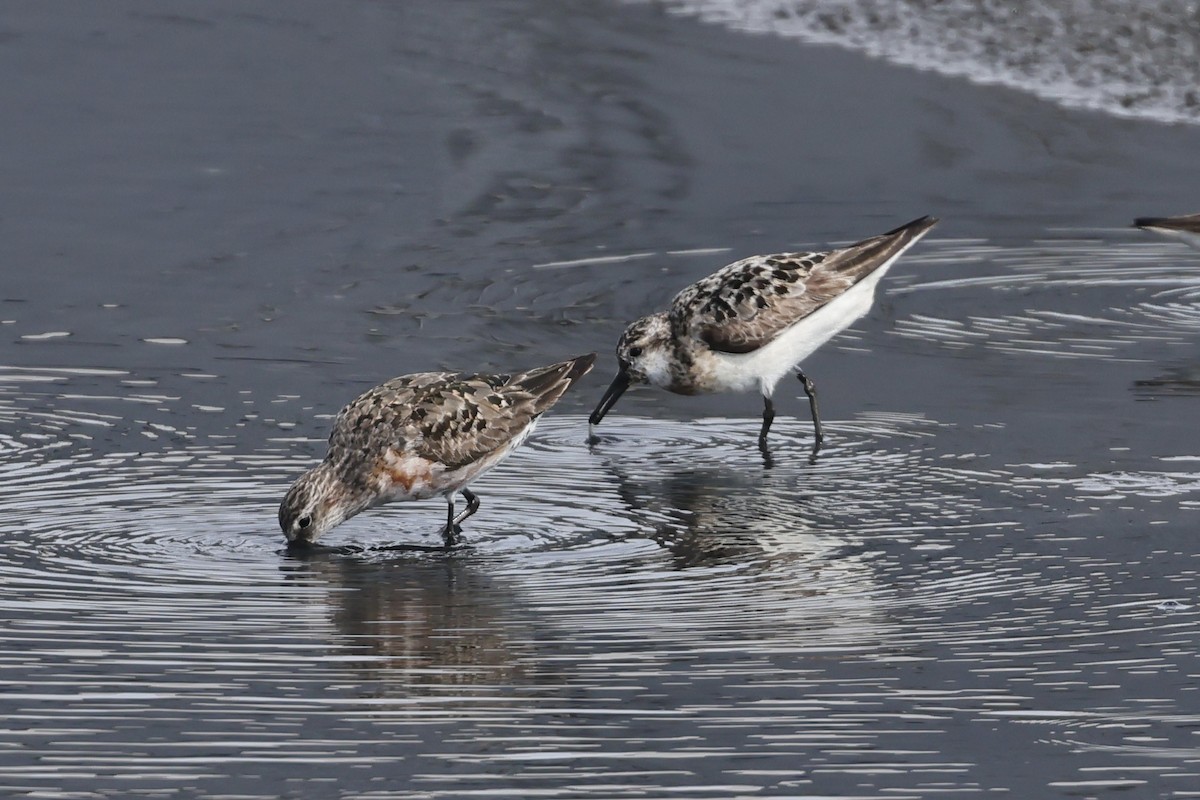 Sanderling - ML607549251