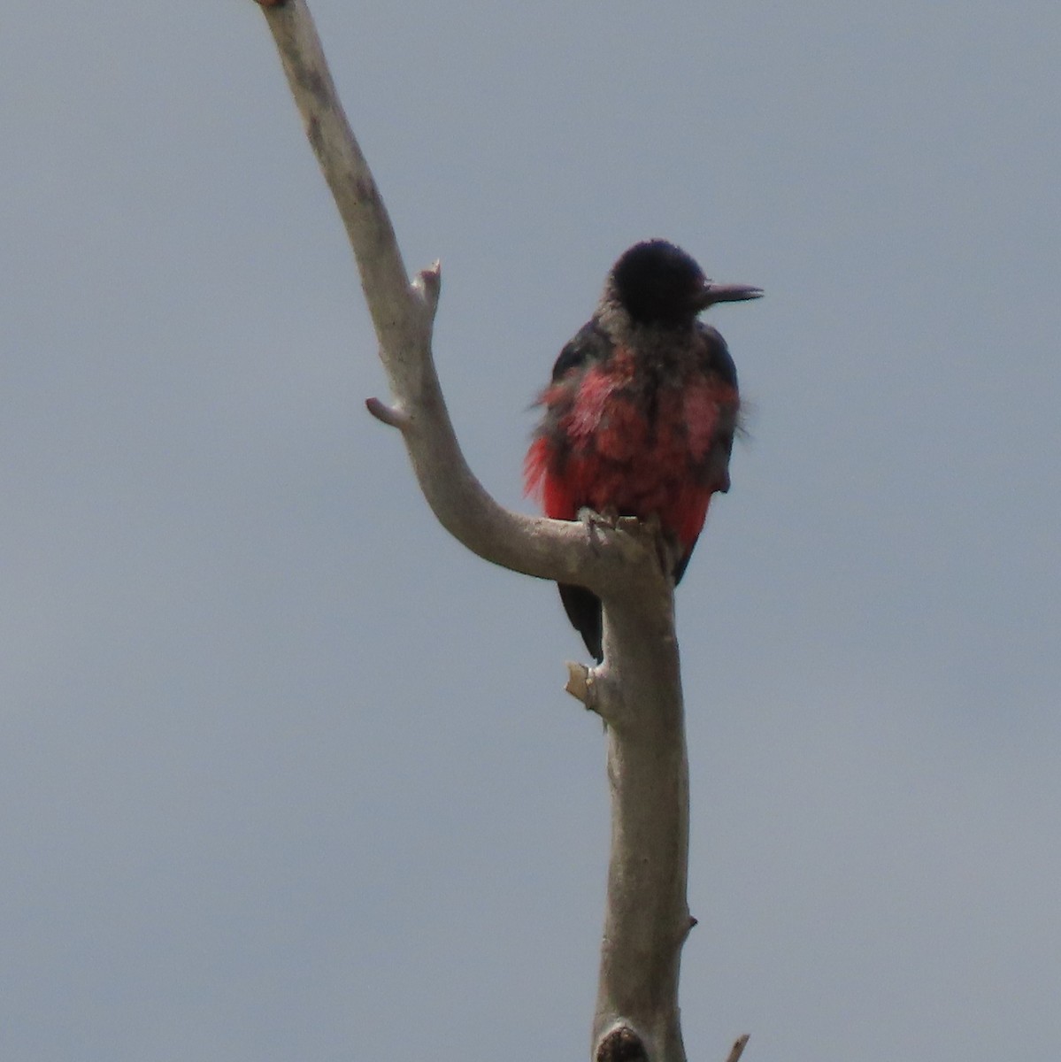 Lewis's Woodpecker - ML607549941