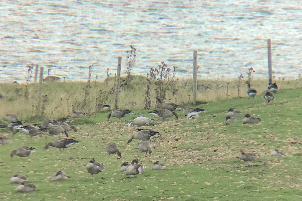 Bar-headed Goose - Brett Sandercock