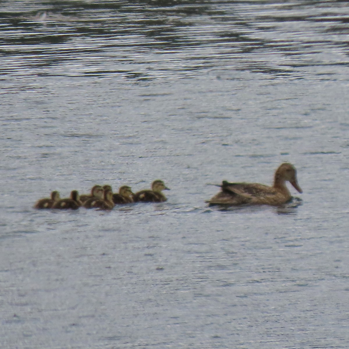 Canard colvert - ML607550891