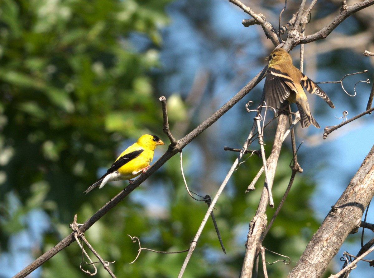 American Goldfinch - ML607552411