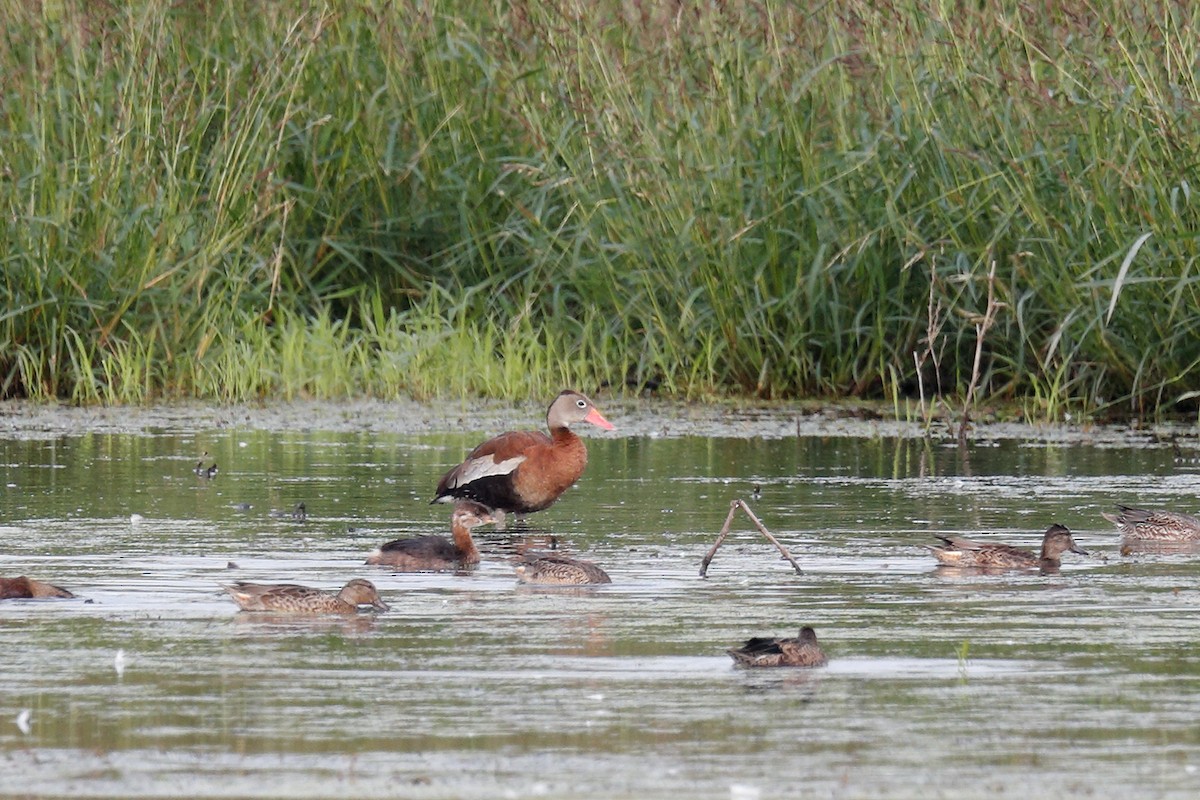 Dendrocygne à ventre noir - ML607552841