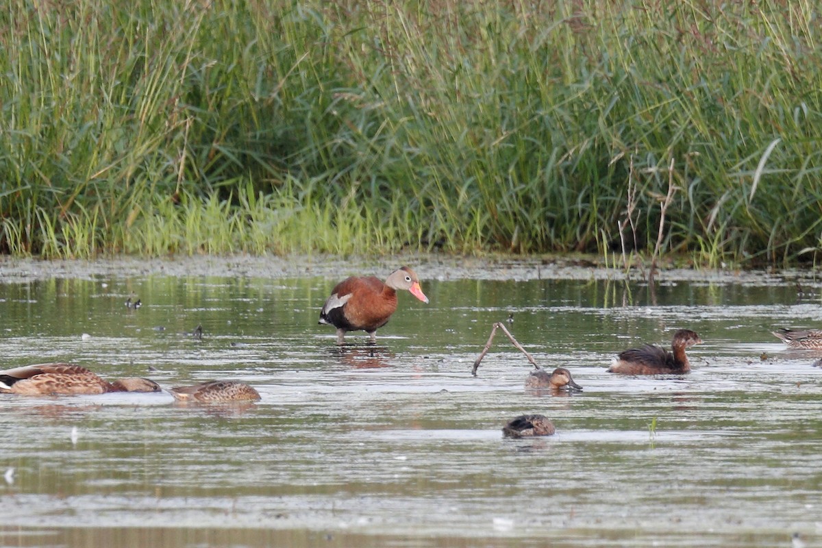 Black-bellied Whistling-Duck - ML607552881