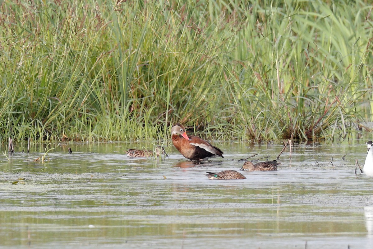 Black-bellied Whistling-Duck - ML607552931