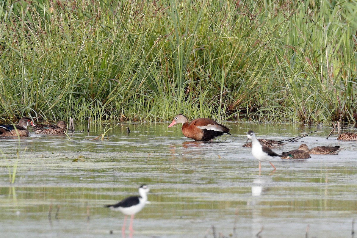 Black-bellied Whistling-Duck - ML607552971