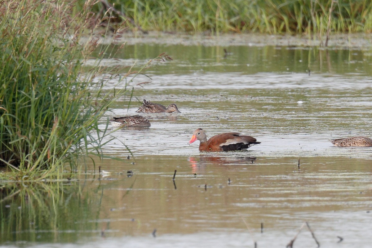 Black-bellied Whistling-Duck - Geoff Malosh