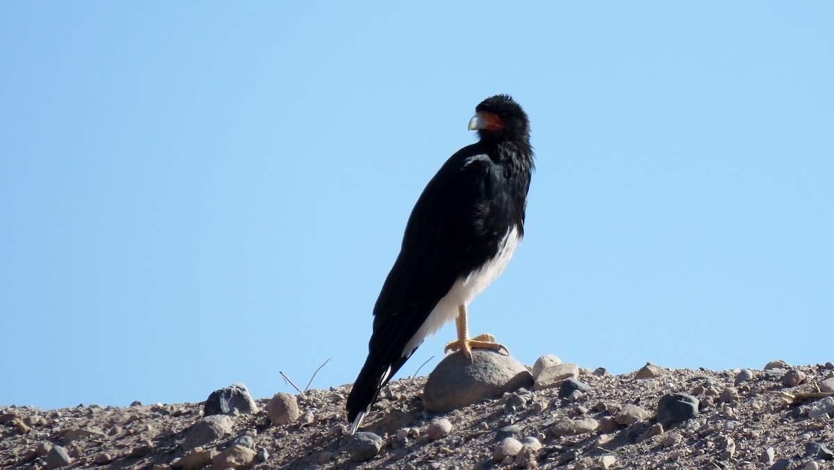 Mountain Caracara - ML607553081