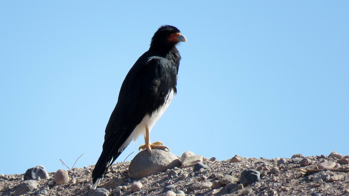 Mountain Caracara - ML607553161