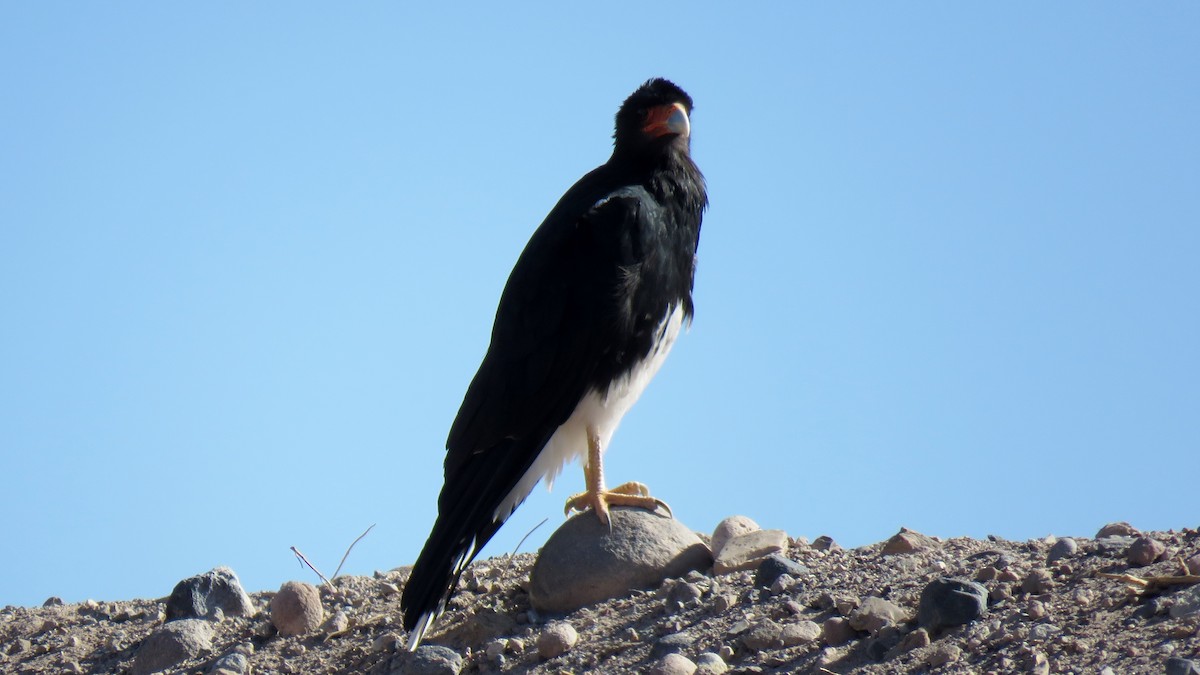 Mountain Caracara - ML607553211