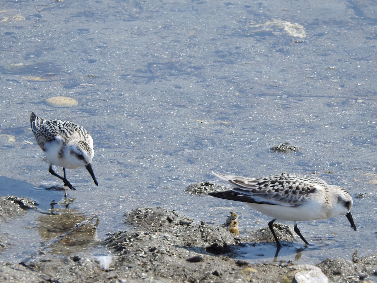 Sanderling - ML607553661