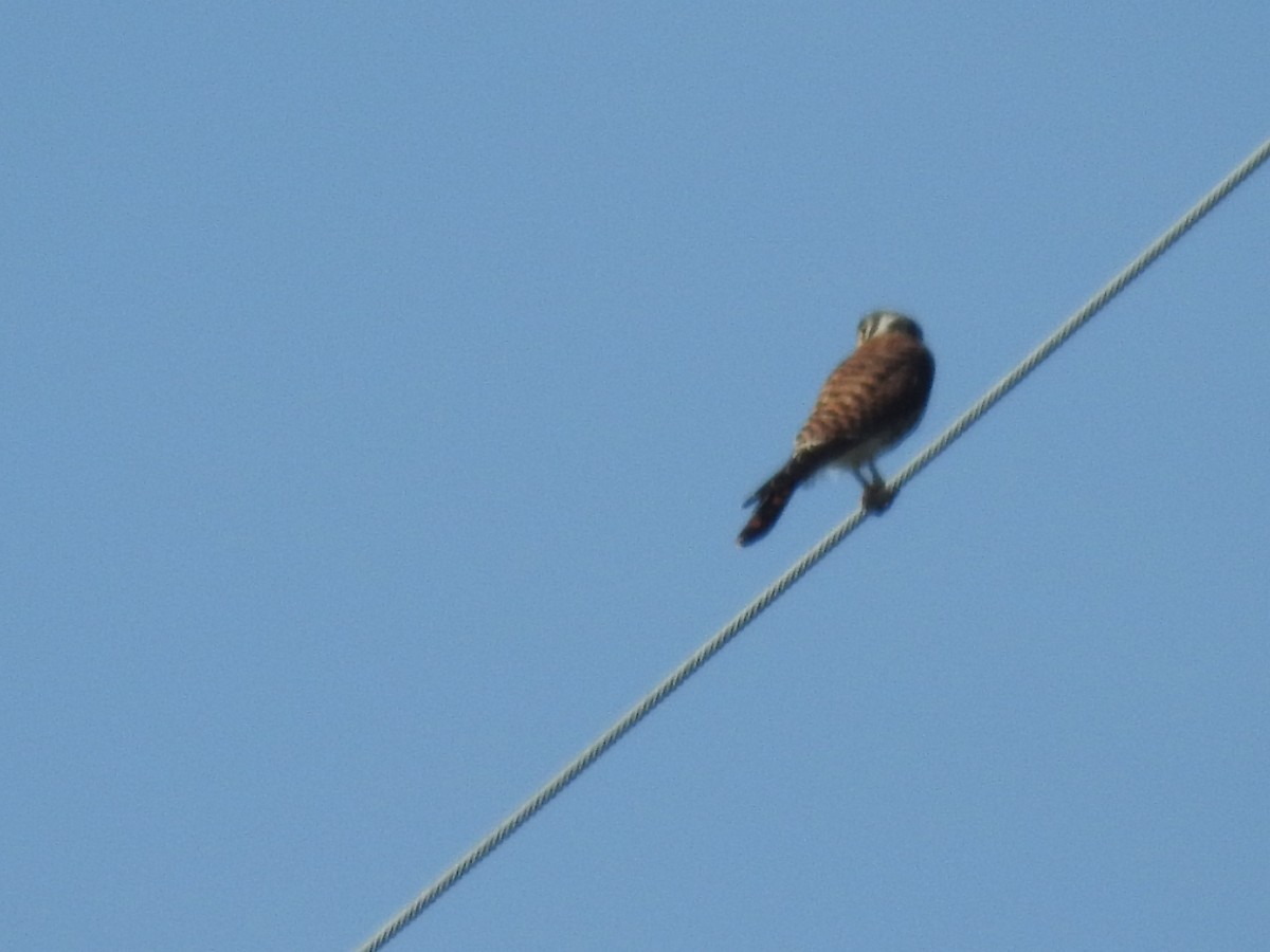 American Kestrel - ML607553881