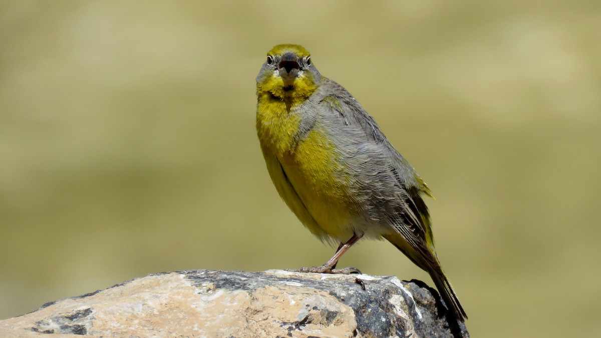 Bright-rumped Yellow-Finch - ML607553911