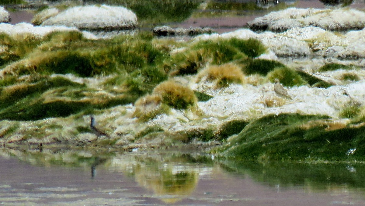 Gray-breasted Seedsnipe - ML607554041