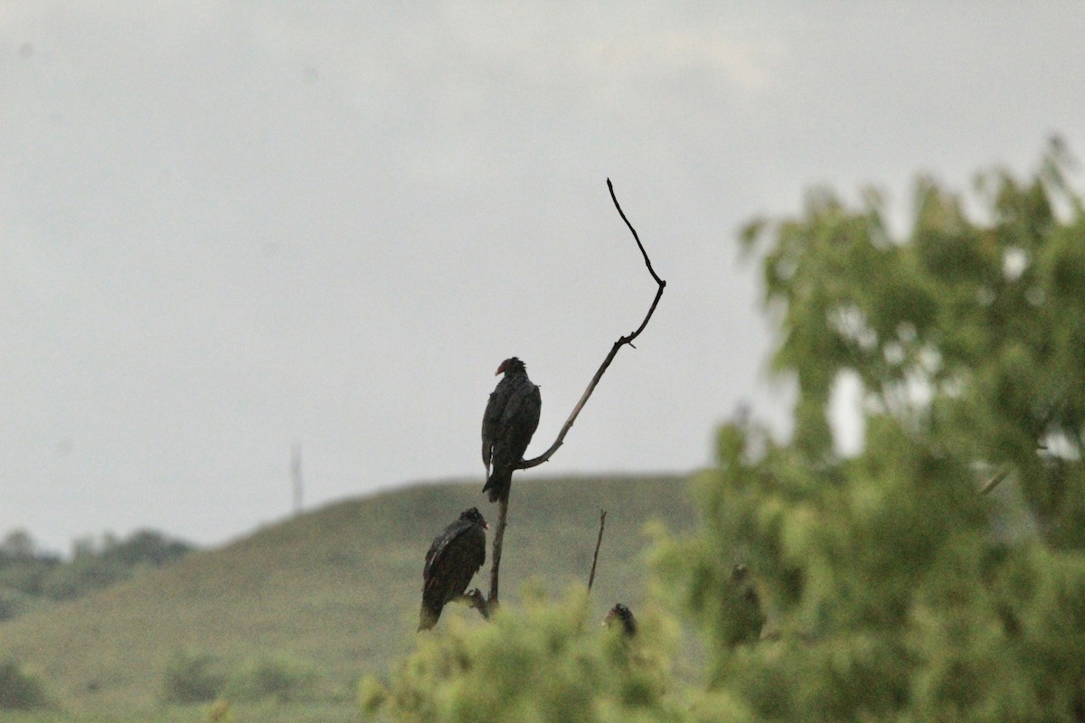 Turkey Vulture - ML607554511