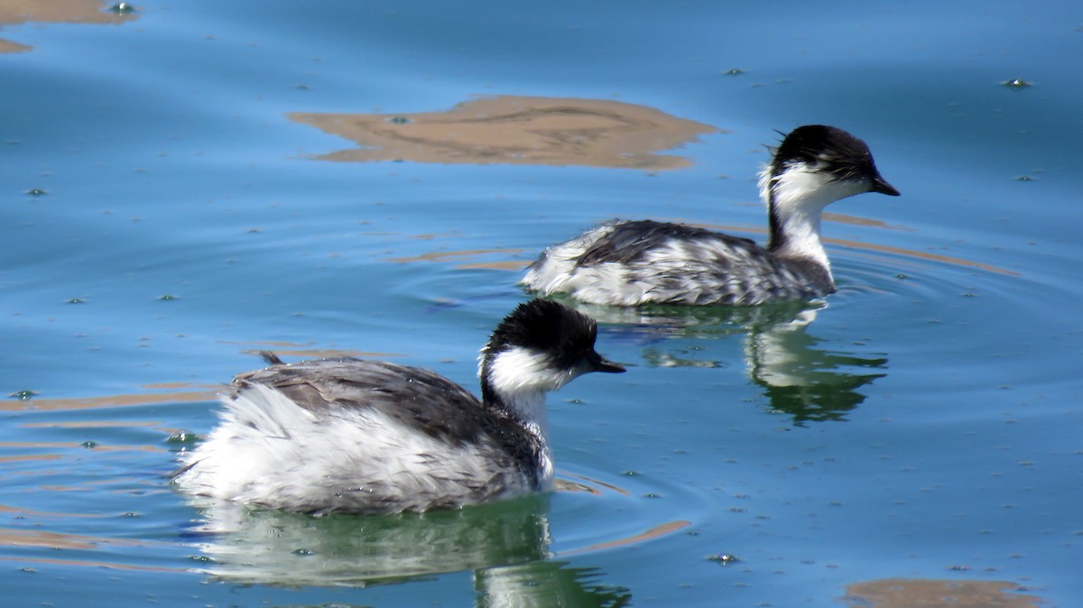 Silvery Grebe (Andean) - Manu Santa-Cruz