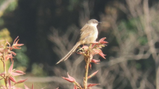 Prinia del Himalaya - ML607554561