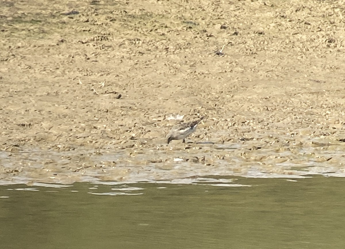 White-rumped Sandpiper - ML607554941