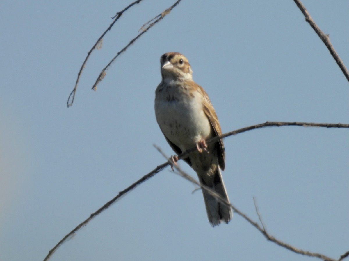 Bruant à joues marron - ML607555941