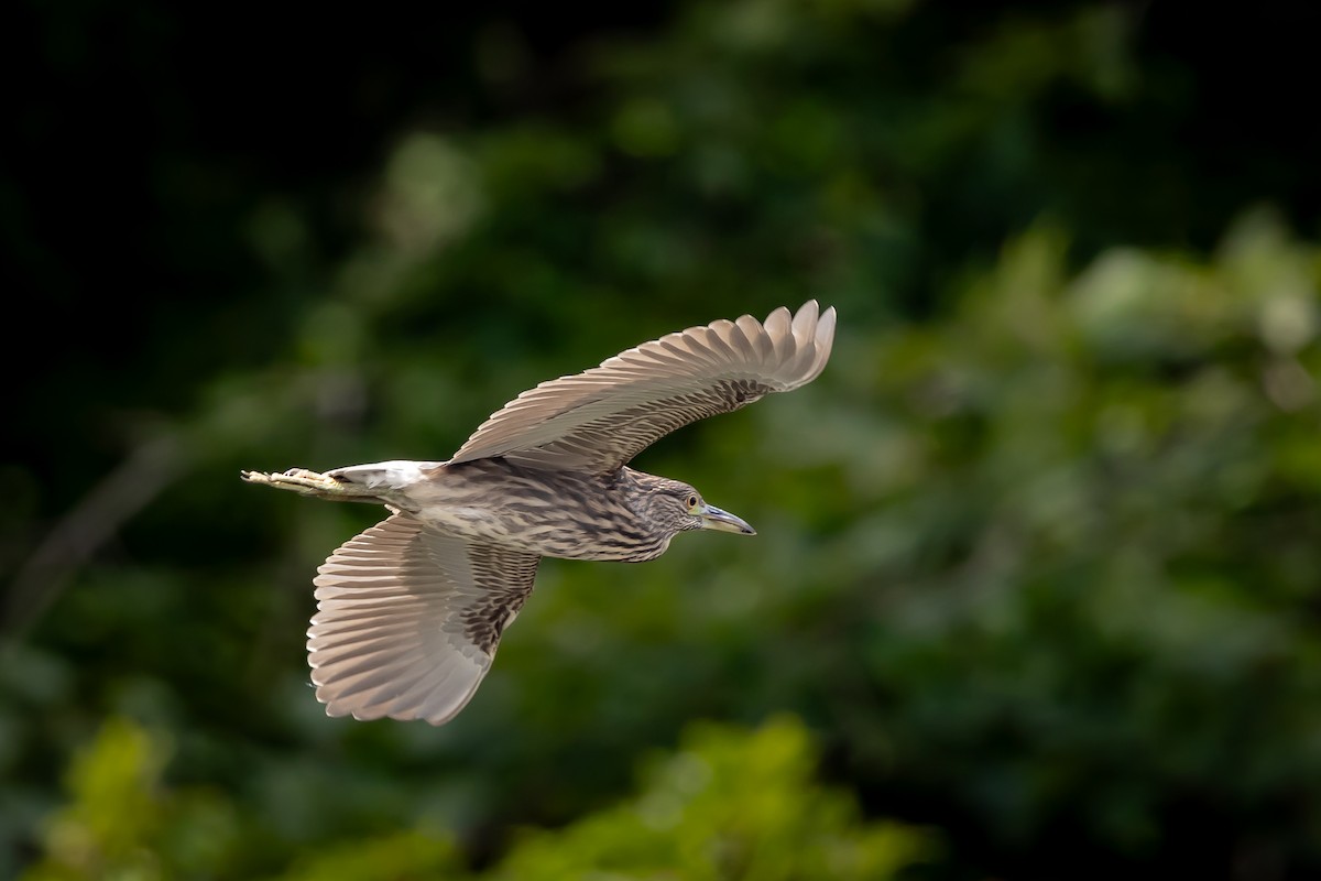 Black-crowned Night Heron - Renee Sparks