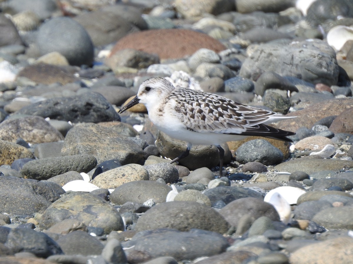 Sanderling - ML607557051